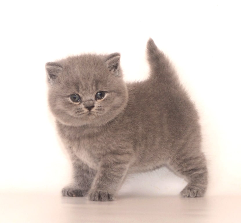 british blue kitten