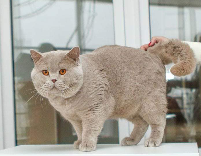 british fawn cat