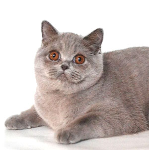 british lilac cat