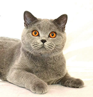 british blue cat