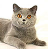 british blue cat