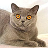 british blue cat