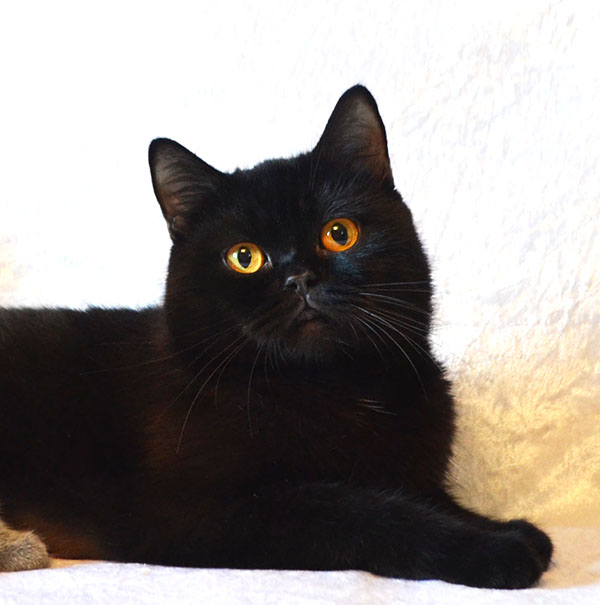 британская черная кошка котенок Одесса