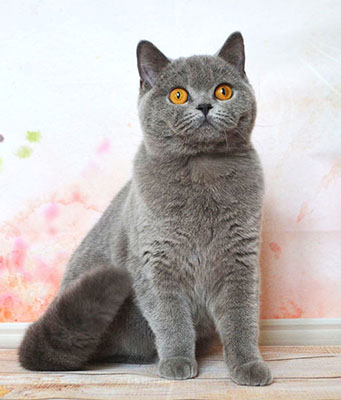 british blue cat