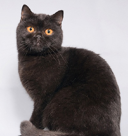 Британская черная кошка