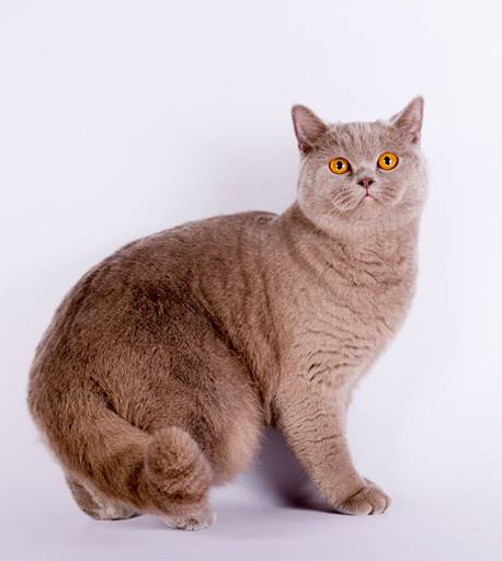 Британская лиловая кошка