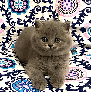 Голубой британский котенок