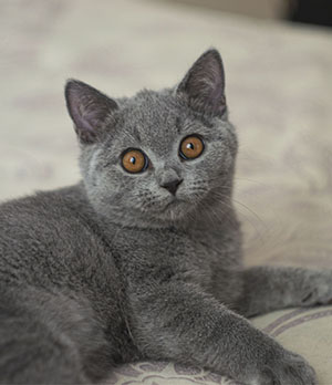 british blue kitten