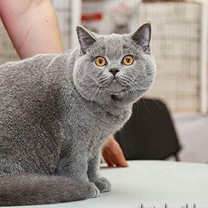 british blue kitten japan