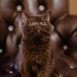 шоколадный британский котенок одесса