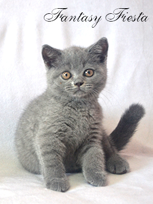 british blue kitten