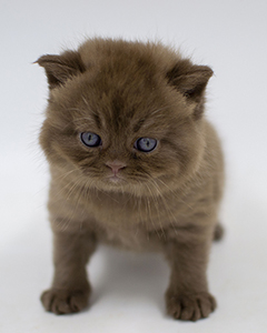британская шоколадный кошка  котенок Одесса