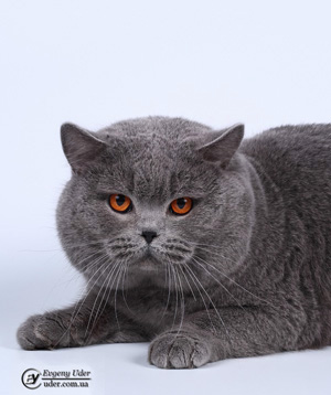 british blue cat