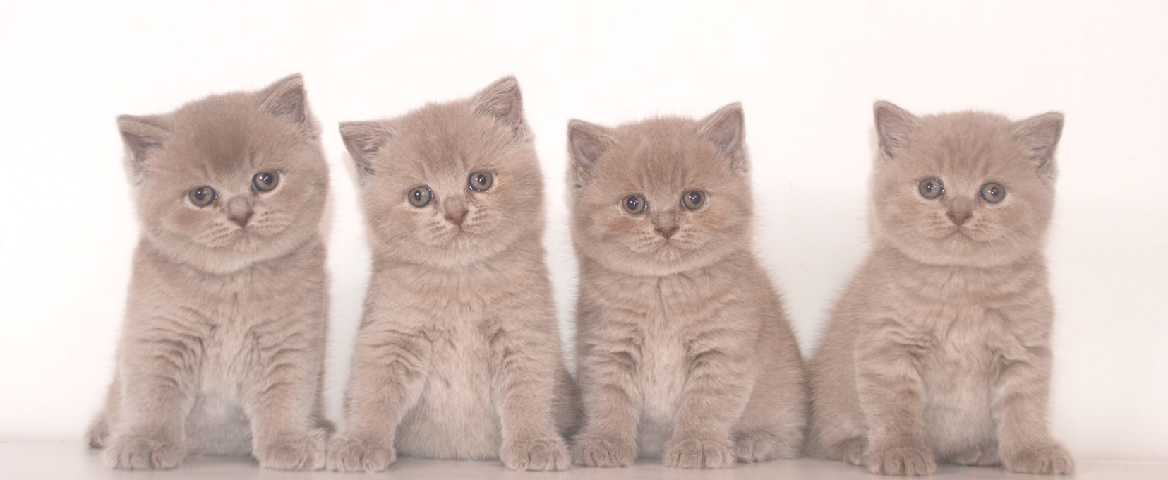 british shorthair lilac kittens