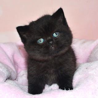 Британский черный котенок