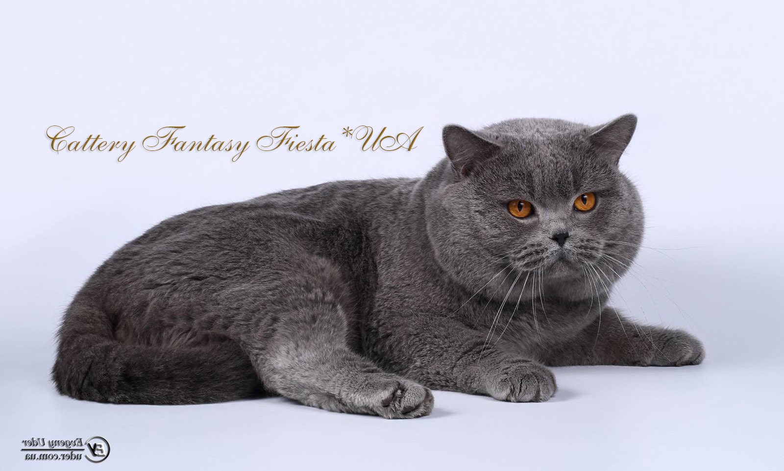 British blue cat